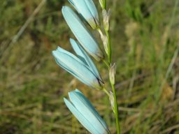 Ixia viridiflora raceme secund